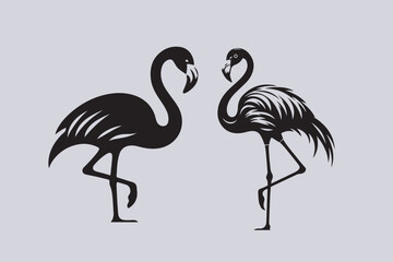 flamingo vector and bird illustration