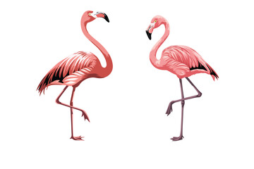 Fototapeta premium flamingo vector and bird illustration