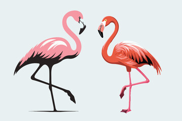 flamingo vector and bird illustration