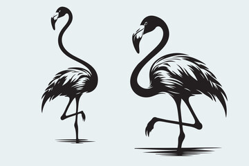 flamingo vector and bird illustration