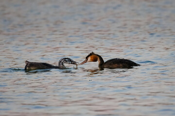 An adult great crested grebe feeds a young great crested grebe by fish perpendicular to the camera...