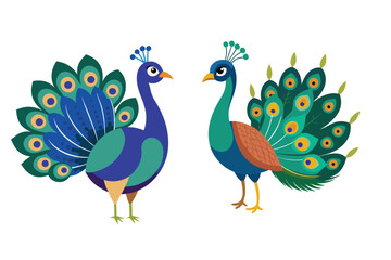 Peacock vector illustration ‍and Bird vector
