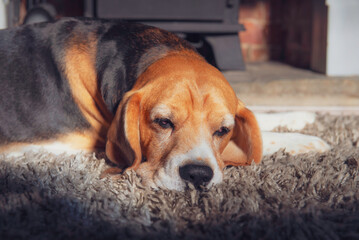 cute beagle dog lying in sunlight in room near fireplace
