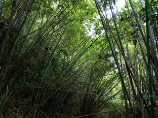 Fototapeta premium bamboo forest