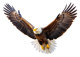 Fototapeta premium spread-wing bald eagle soars in the sky Isolated on white background.