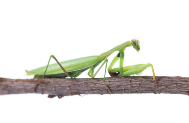 Mantis green isolated on white background. European mantis or praying mantis on a branch. Clipping path.