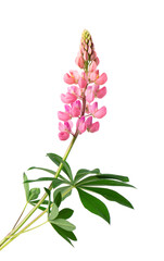 Pink lupine flower isolated on white background. Bunch of colorful lupines, spring flower.