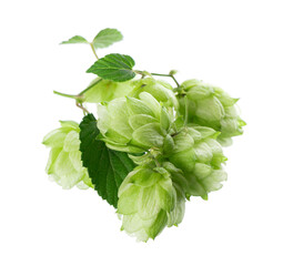 Fresh green hops branch, isolated on a white background. Hop cones with leaf. Organic Hop Flowers. Clipping path.