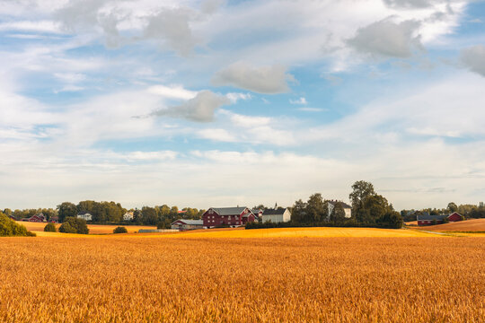Grain fields of Toten, Norway.