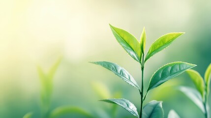 Fresh green tea leaves stand tall against a soft natural light background, symbolizing growth and vitality. Ideal for wellness and nature themes.