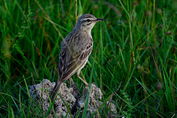 Brachpieper // Tawny Pipit (Anthus campestris)  - Blidinje Nationalpark, Bosnien-Herzegowina