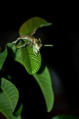 a chameleon resting on green leaf at night with dark black background with foreground. wild animals...