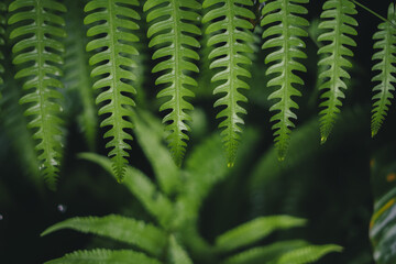 Dark green fern leaves on a rainy day, fern leaves background
