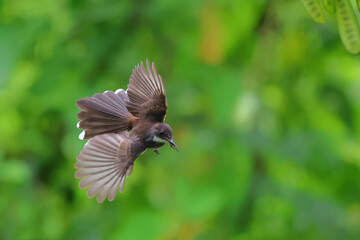 Beautiful Rhipidura javanica flying with green nature background.