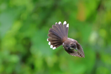 Beautiful Rhipidura javanica flying with green nature background.