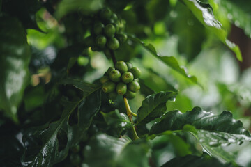 Green coffee at the coffee tree on a rainy day,Green Coffee Beans growing on tree