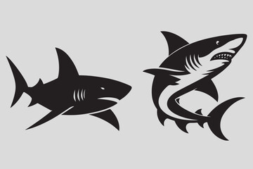 shark illustration