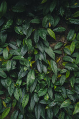 Dark tropical leaves background