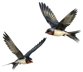 Fototapeta premium PNG Two Swallows flying swallow animal bird.