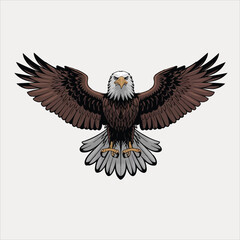 eagle vector and illustration