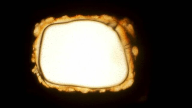 Real 8mm film stock melting and burning projector. Close up. Real scan. 