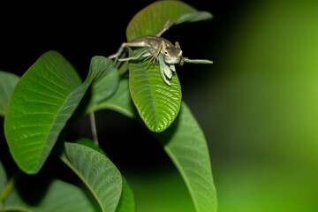 a chameleon resting on green leaf at night with dark black background with foreground. wild animals...