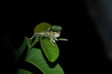 a chameleon resting on green leaf at night with dark black background with foreground. wild animals...