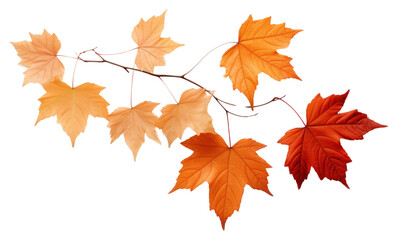 PNG Autumn leave leaves maple plant.
