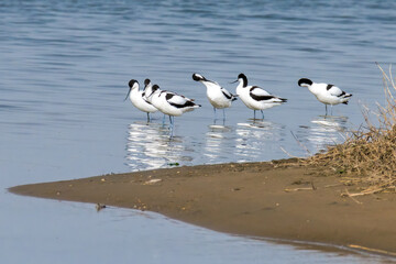 The Beidaihe wetland in Qinhuangdao city, Hebei province, China, welcomes the migratory anti-billed Snipe