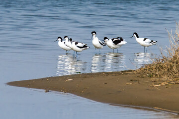 The Beidaihe wetland in Qinhuangdao city, Hebei province, China, welcomes the migratory anti-billed Snipe