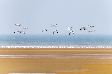 The Beidaihe wetland in Qinhuangdao city, Hebei province, China, welcomes the migratory anti-billed Snipe