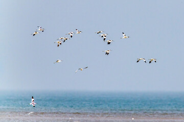 The Beidaihe wetland in Qinhuangdao city, Hebei province, China, welcomes the migratory anti-billed Snipe