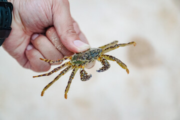 hand holding crab