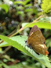 butterfly on leaf
