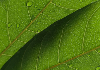 green leaf texture