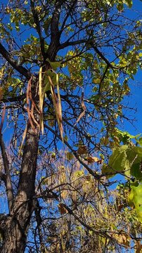 Beautiful autumnal tree against blue sky. Colorful leafage and long fruits hanging from the Catalpa tree. Catalpa or catawba is a genus of flowering plants in the family Bignoniaceae