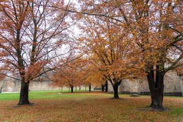 Panoramic view of a beautiful forest in autumn with the ground covered with brown and orange leaves that have fallen from the large trees in the city of Pamplona.