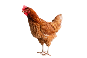 Chicken, Full body of brown chicken hen standing isolated transparent background, Laying hens farmers concept. PNG File