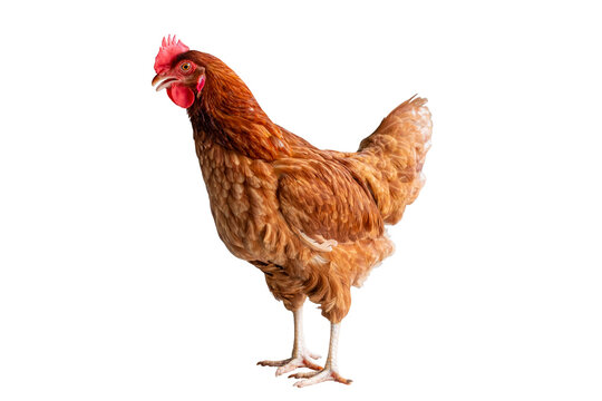 Chicken, Full body of brown chicken hen standing isolated transparent background, Laying hens farmers concept. PNG File