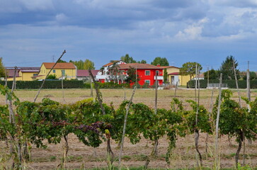 Grapes growing in the Po River Delta, Veneto, Italy