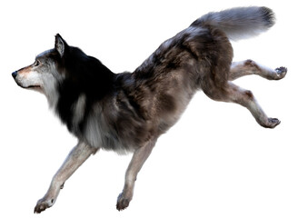 3D Rendering Gray Wolf on White