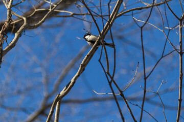 冬のシジュウカラ