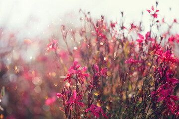 Obraz premium Gaura pink flowers blooming, garden design, spring gaur lindheimeri or whirling butterflies in Mediterranean garden, sun, dreamy inflorescence in a romantic country cottage garden, closeup. 