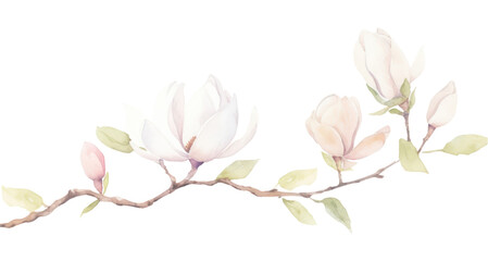Fototapeta premium PNG Magnolia as divider watercolor blossom flower plant.