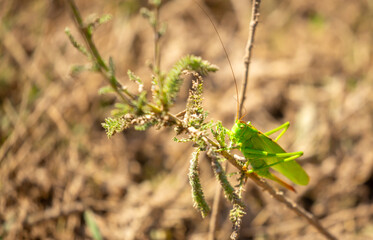 A green grasshopper sits in the grass on a bush. Great marsh grasshopper Stethophyma grossum, an endangered insect typical of wet meadows and marshes.