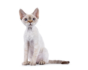 Adorable Devon Rex cat kitten, sitting up side ways. Looking straight to camera with blue eyes....