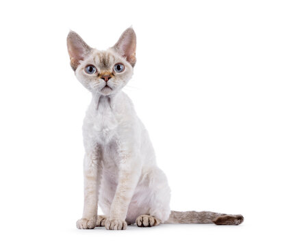 Adorable Devon Rex cat kitten, sitting up side ways. Looking straight to camera with blue eyes. Isolated on a white background.