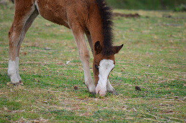 Close-up of a brown foal grazing in a grassy field
