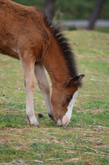 Close-up of a young brown foal grazing on green grass in a peaceful meadow
