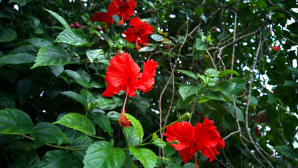 Hibiscus plant